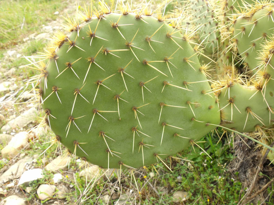 Opuntia naturalizzata